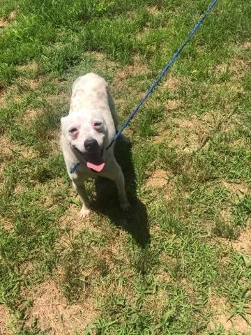 Yogi Bear thumbnail 4