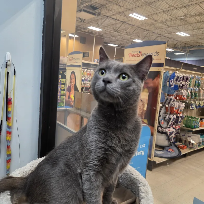 A young medium-sized male Black Domestic Short Hair cat named Squids for adoption in Las Vegas, NV