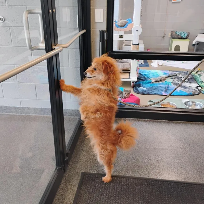 An adult medium-sized male Red / Chestnut / Orange Mixed Breed dog named Lvhstray for adoption in Allentown, PA