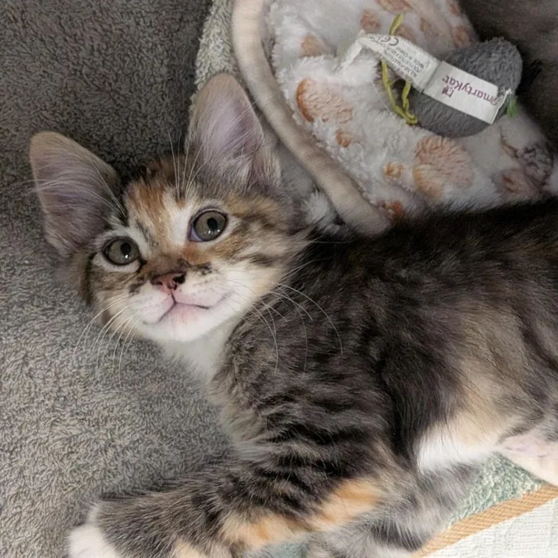 A baby small-sized female Calico Domestic Medium Hair cat named Sage for adoption in Buchanan Dam, TX