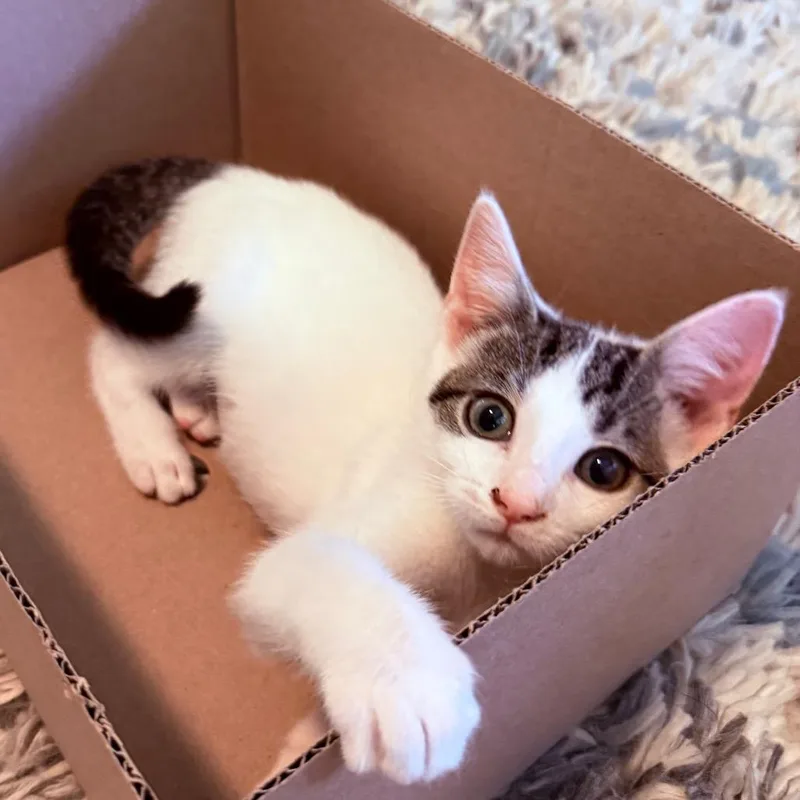 A baby small-sized female White Domestic Short Hair cat named Lily Pad for adoption in Middleton, WI