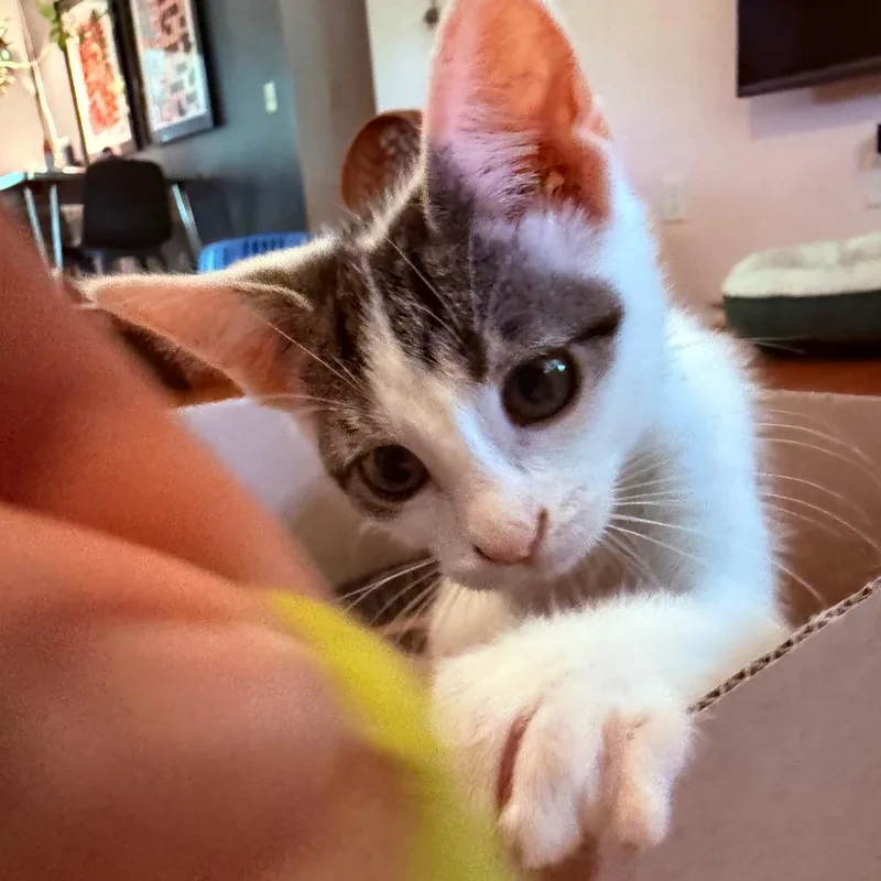 Lily Pad thumbnail 3