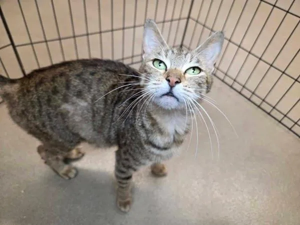 An adult medium-sized female Domestic Short Hair cat named Green Cardamom for adoption in Millersville, MD