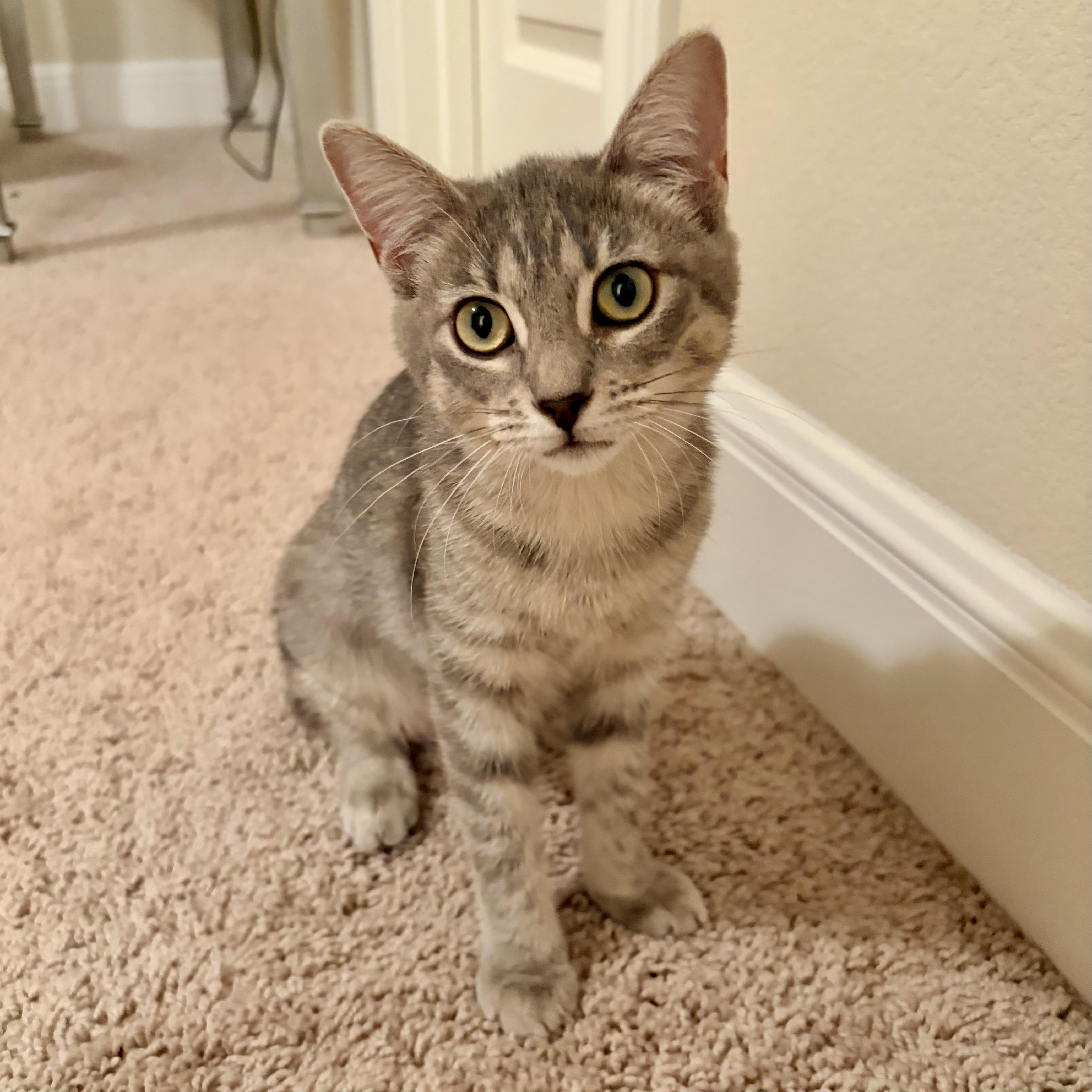 A baby medium-sized male Tabby (Gray / Blue / Silver) Domestic Short Hair cat named Sprite for adoption in Austin, TX