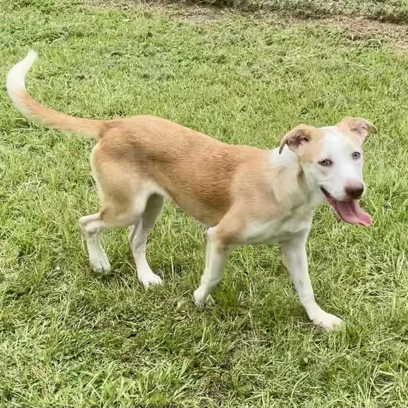 Grumbelina thumbnail 2