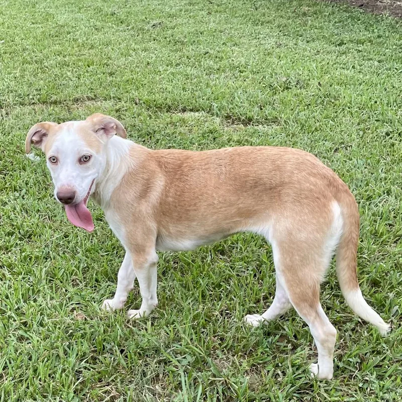 Grumbelina thumbnail 3