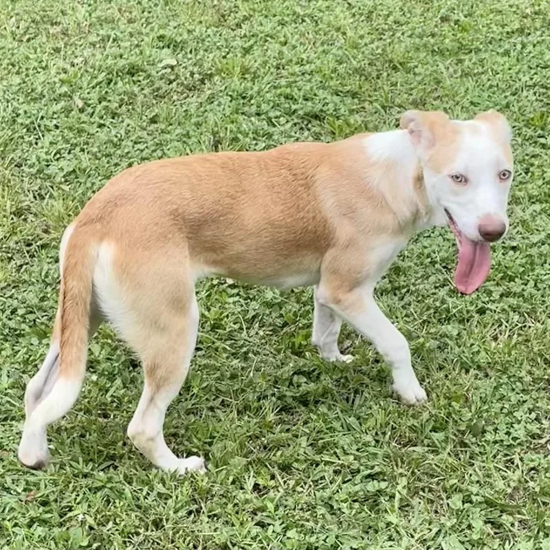 Grumbelina thumbnail 4