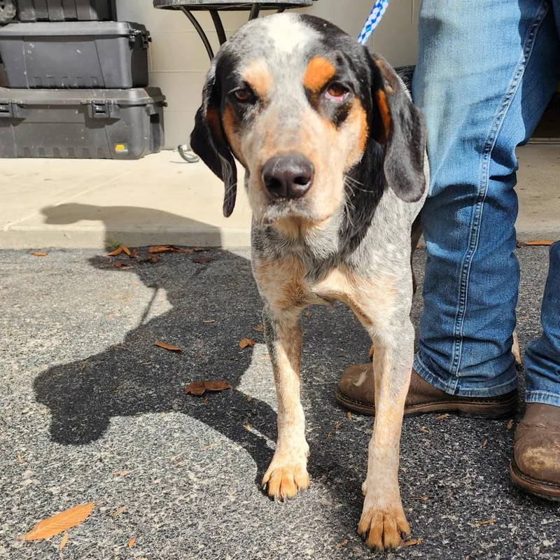 An adult medium-sized male Gray / Blue / Silver Australian Cattle Dog / Blue Heeler dog named Happy for adoption in Evensville, TN