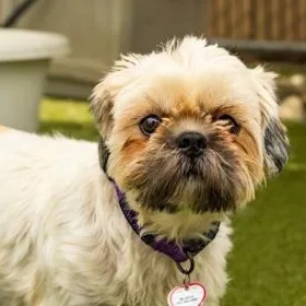 A young small-sized female White / Cream Lhasa Apso dog named Bridgette for adoption in Santa Cruz, CA