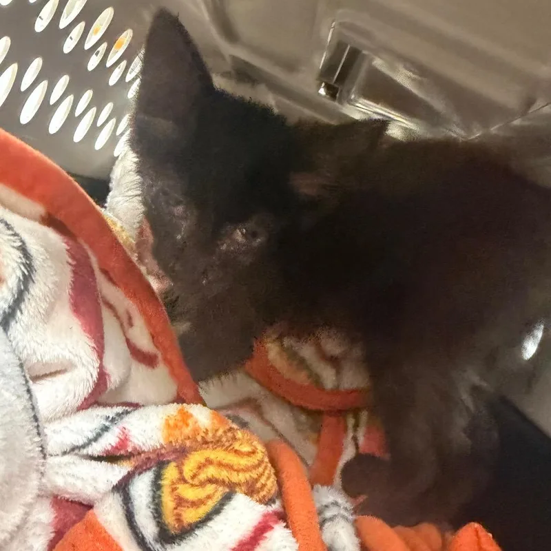 A baby small-sized female Black Domestic Medium Hair cat named Strayvictorydrive for adoption in Columbus, GA