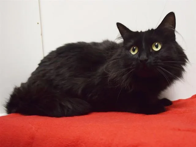 An adult medium-sized female Domestic Medium Hair cat named Lulu for adoption in Sacramento, CA