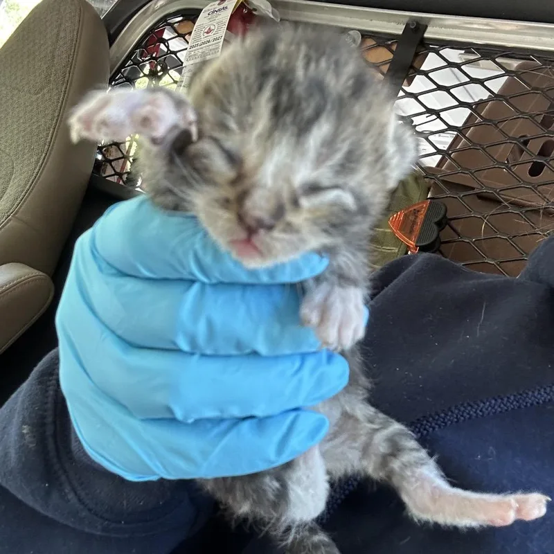 A baby small-sized female Brown / Chocolate Domestic Short Hair cat named Cockatoo for adoption in Newark, NJ