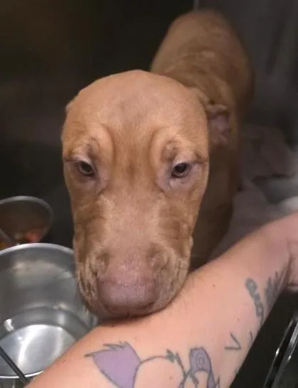 A baby medium-sized male Black Mouth Cur dog named Stumpy for adoption in Clinton, MO