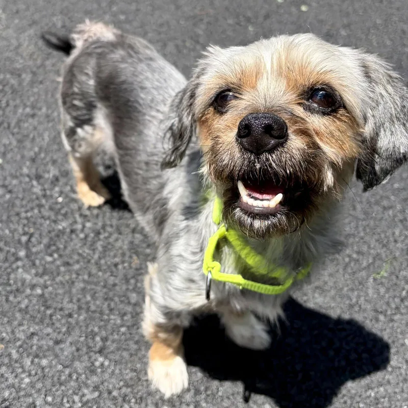 An adult small-sized female Yorkshire Terrier dog named Jules for adoption in Whitehall, PA