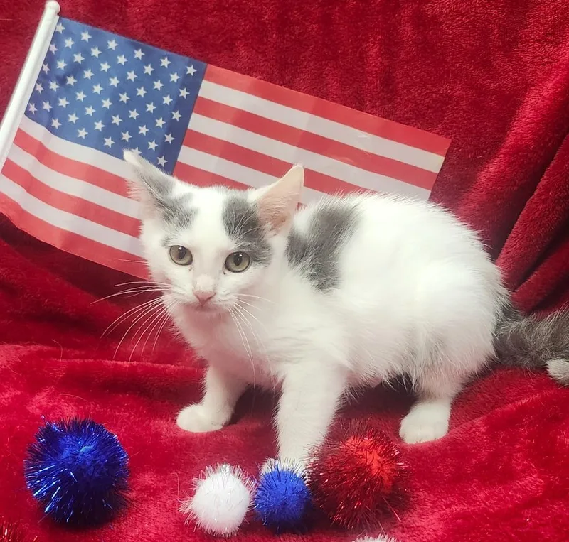 A baby small-sized female Domestic Short Hair cat named Sourdough for adoption in Little Rock, AR