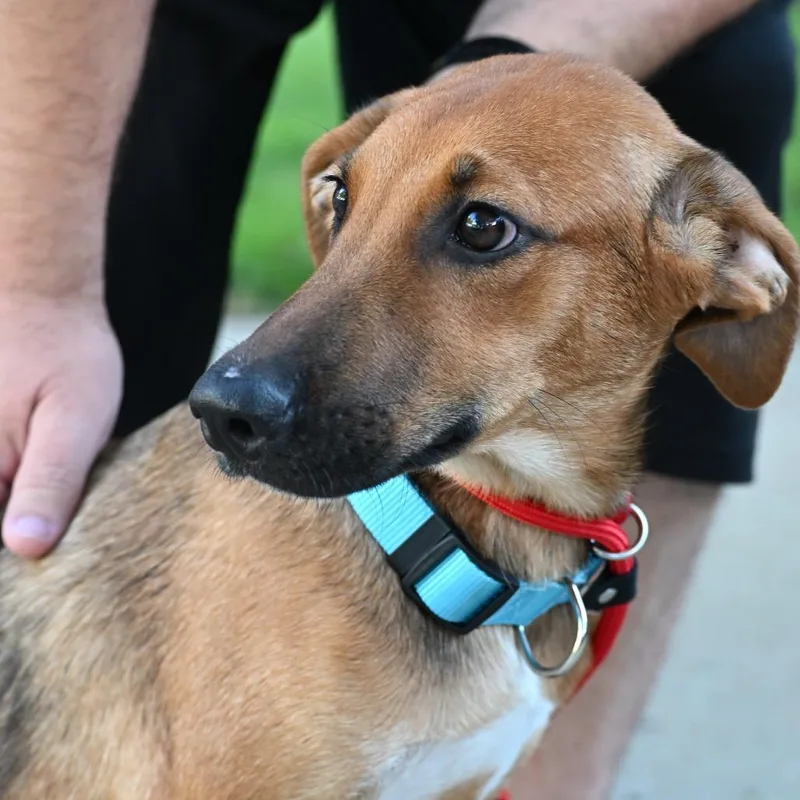 A baby medium-sized male Apricot / Beige Golden Retriever dog named Freddy for adoption in Kansas City, MO