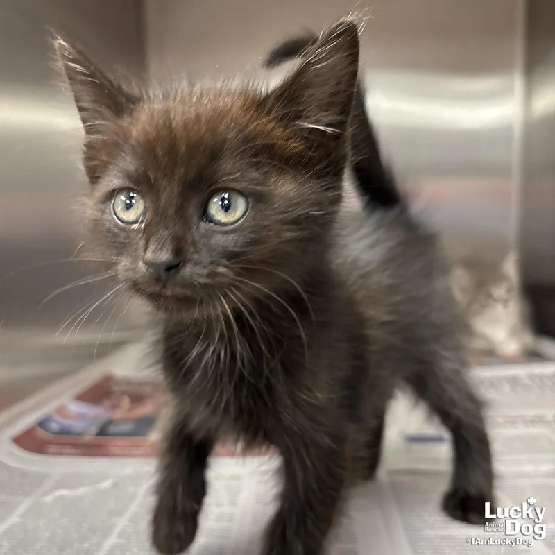 A baby medium-sized male Black Domestic Short Hair cat named Trey for adoption in Washington, DC
