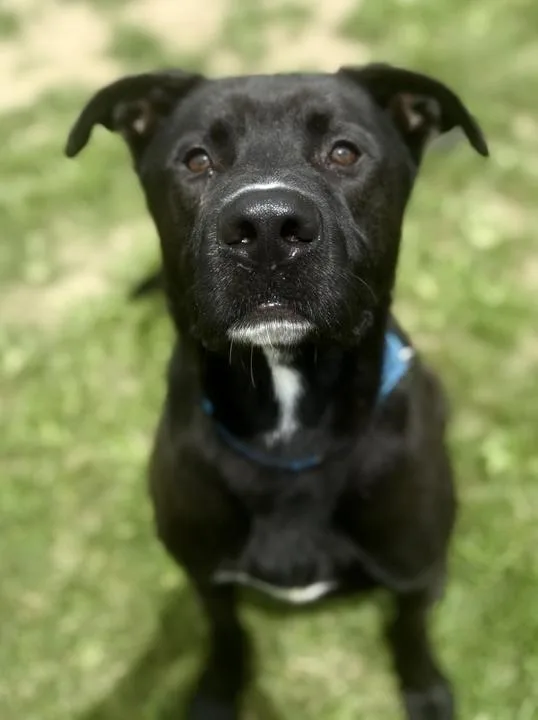 An adult large-sized male Mixed Breed dog named Milo for adoption in Jackson, MI