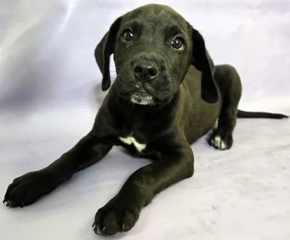 A baby large-sized male Labrador Retriever dog named Alfie for adoption in Morton Grove, IL