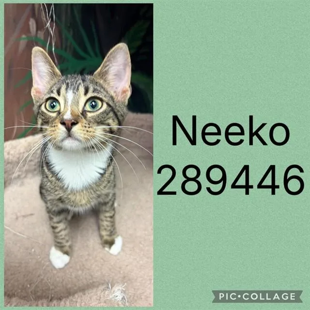 A baby small-sized male Domestic Short Hair cat named Neeko for adoption in Macon, GA