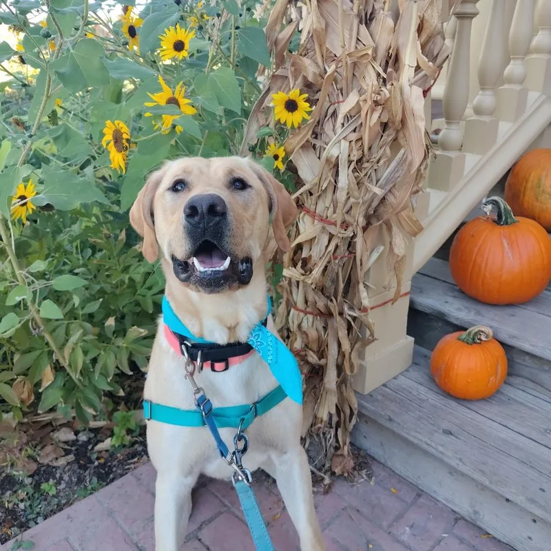 A young large-sized male Labrador Retriever dog named Tonka for adoption in Murray, UT