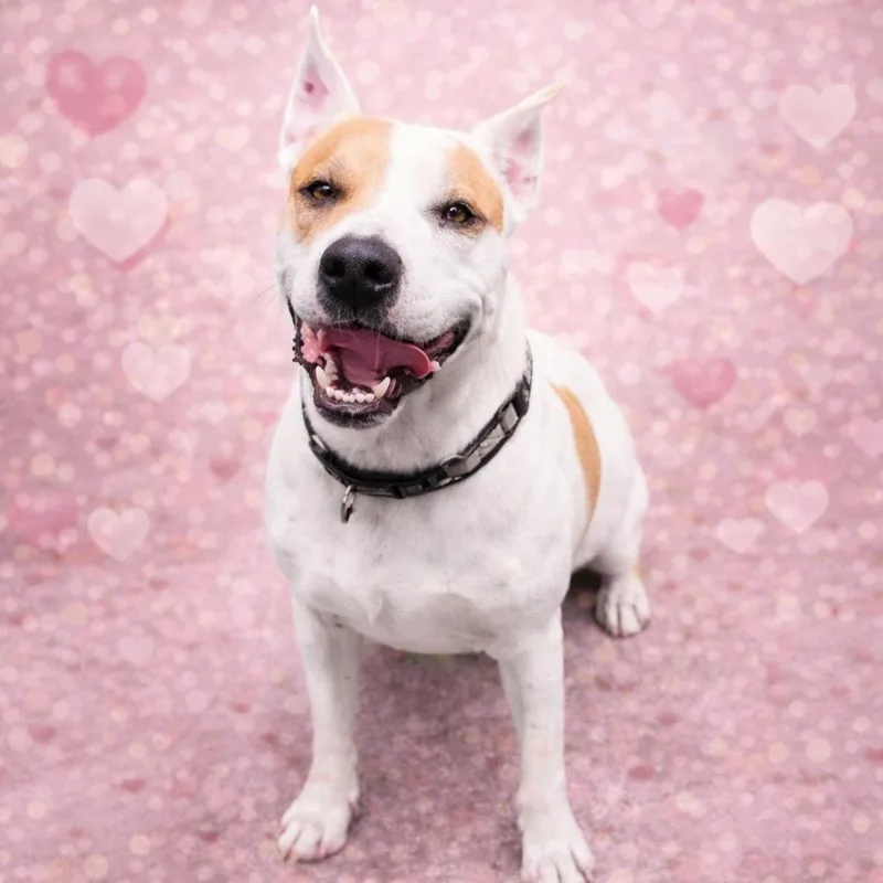 An adult large-sized female Bicolor Pit Bull Terrier dog named Ginny for adoption in Justin, TX
