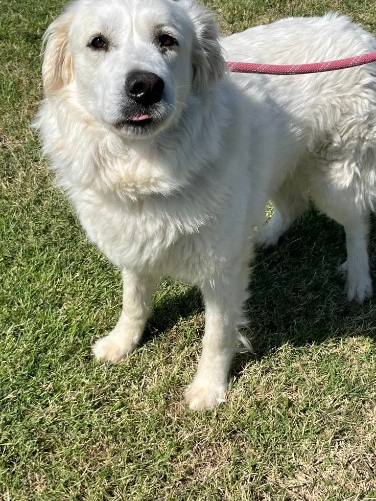 A young large-sized female Great Pyrenees dog named Taylor for adoption in McFarland, CA