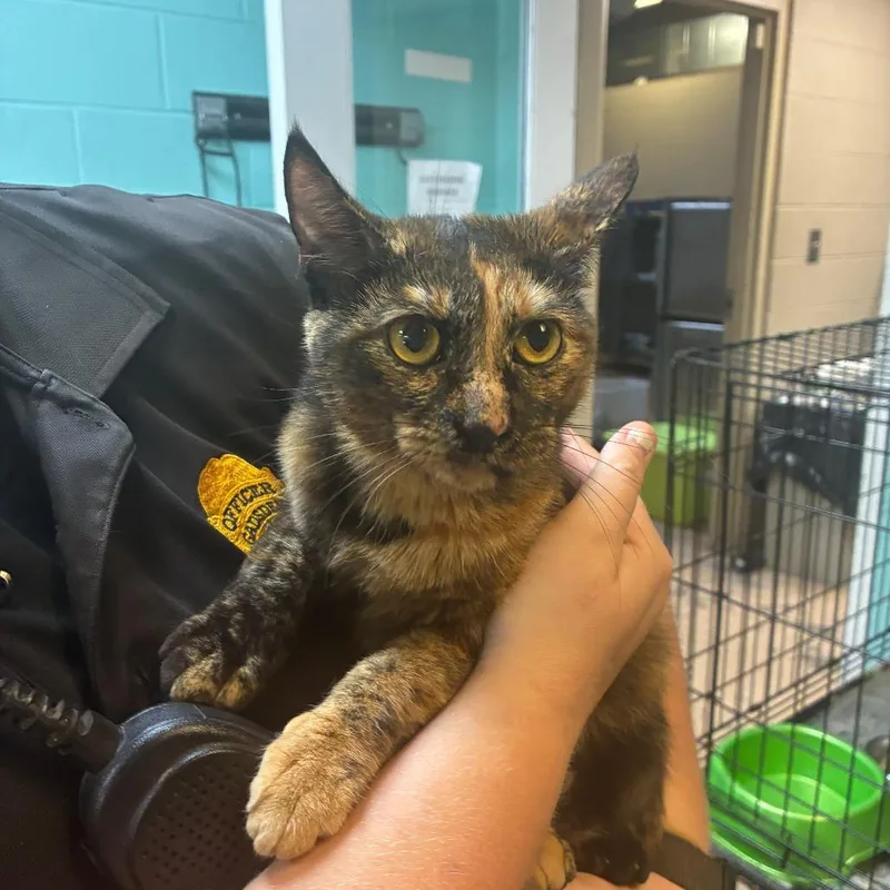 An adult medium-sized female Tortoiseshell Domestic Short Hair cat named Kirby for adoption in Gadsden, AL