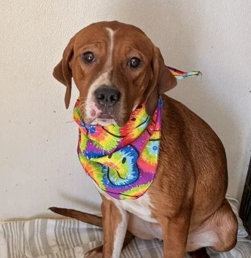 A young large-sized female Red / Chestnut / Orange Labrador Retriever dog named Keira for adoption in Traverse City, MI