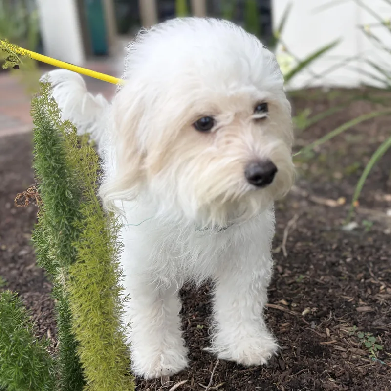 An adult small-sized male White / Cream Maltese dog named Roccoa Journey Home for adoption in Houston, TX
