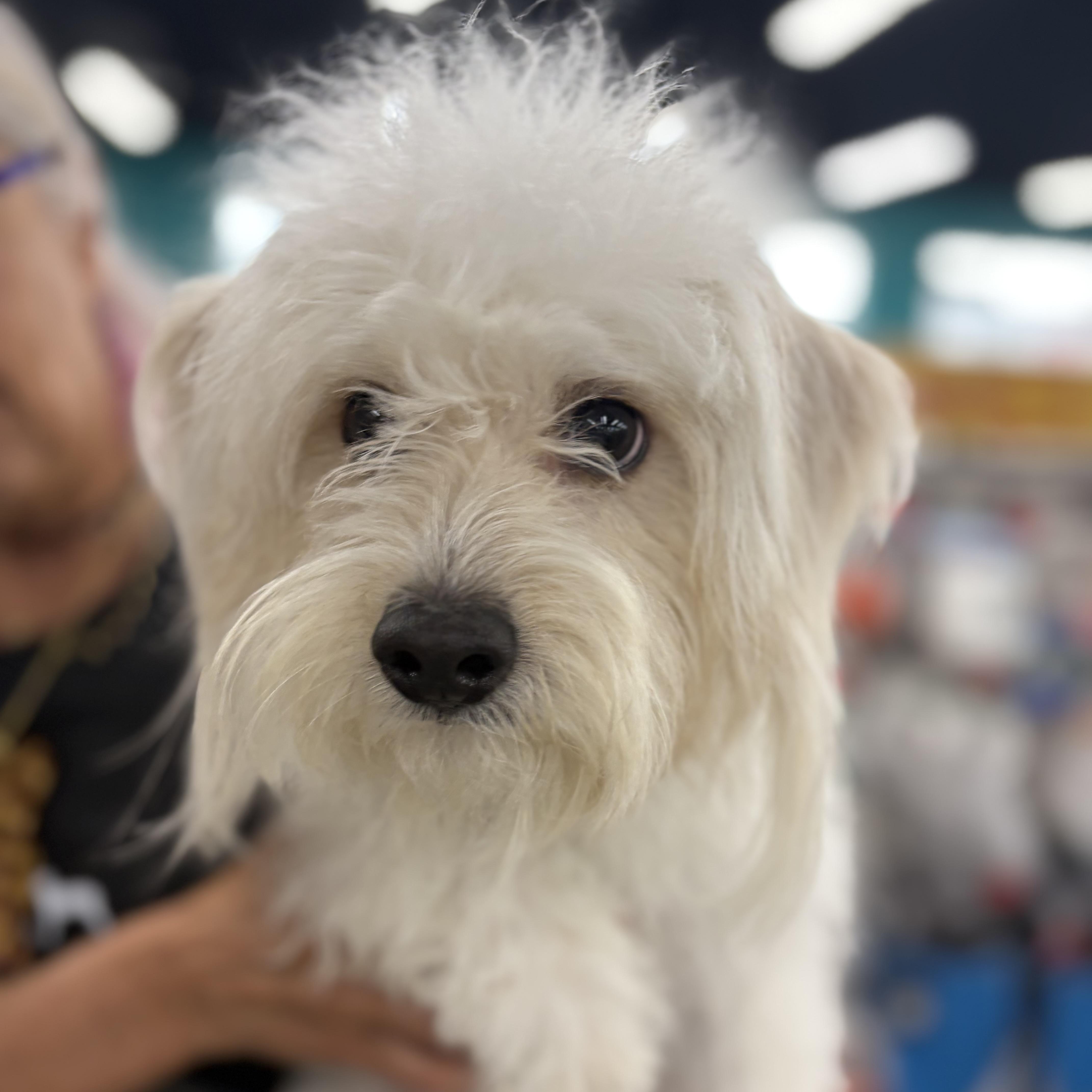 Roccoa Journey Home thumbnail 2