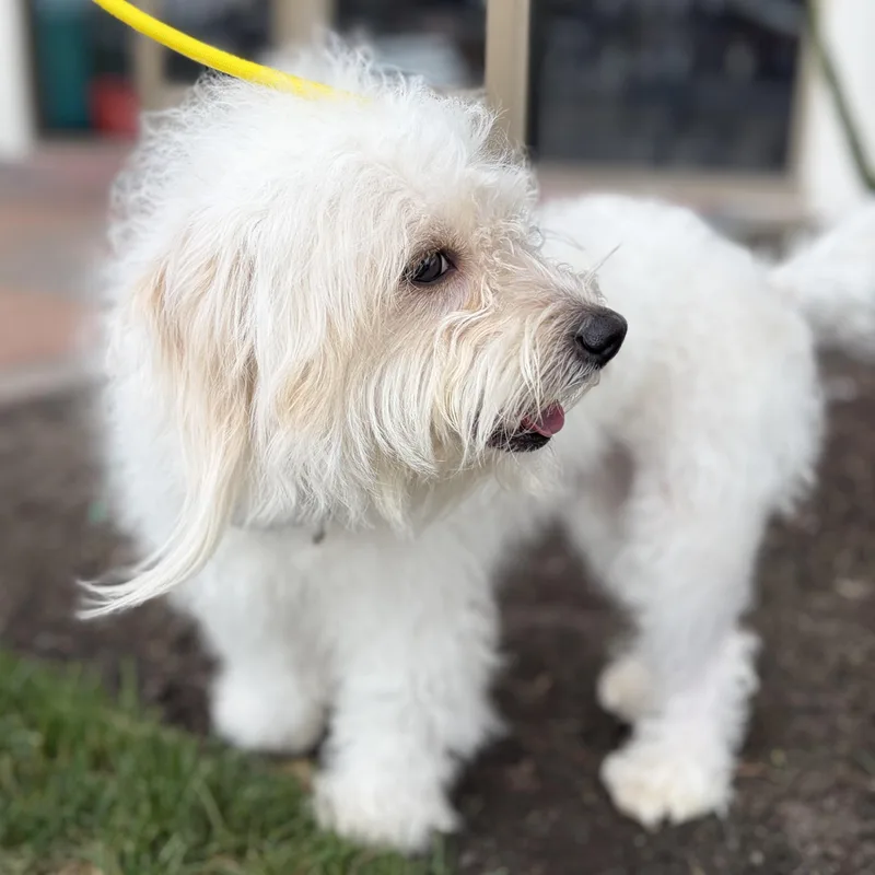 Roccoa Journey Home thumbnail 3