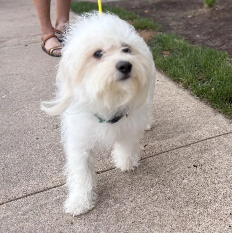 Roccoa Journey Home thumbnail 4