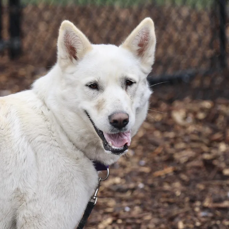An adult large-sized female White / Cream Great Pyrenees dog named Currie for adoption in Briarcliff Manor, NY