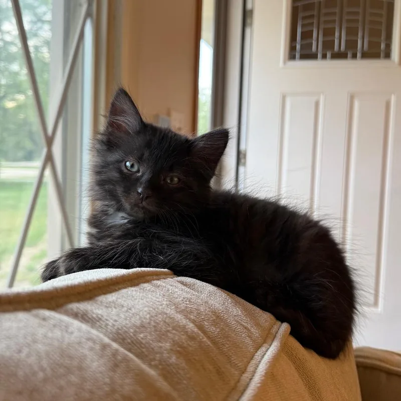 A baby small-sized male Black Domestic Short Hair cat named Gary for adoption in Waukesha, WI