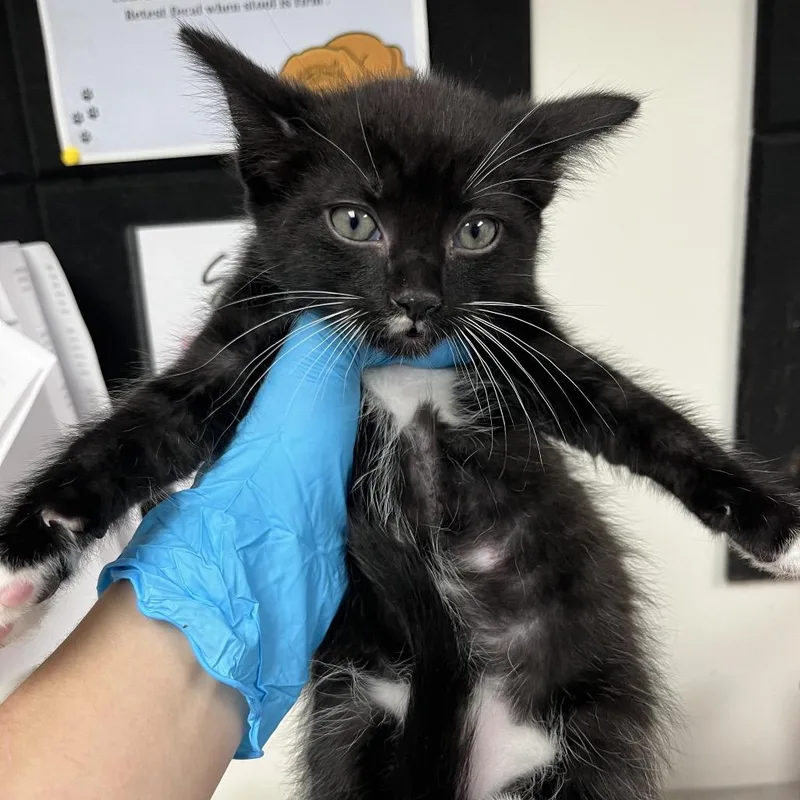 A baby small-sized male Black Domestic Short Hair cat named Micah for adoption in Birmingham, AL