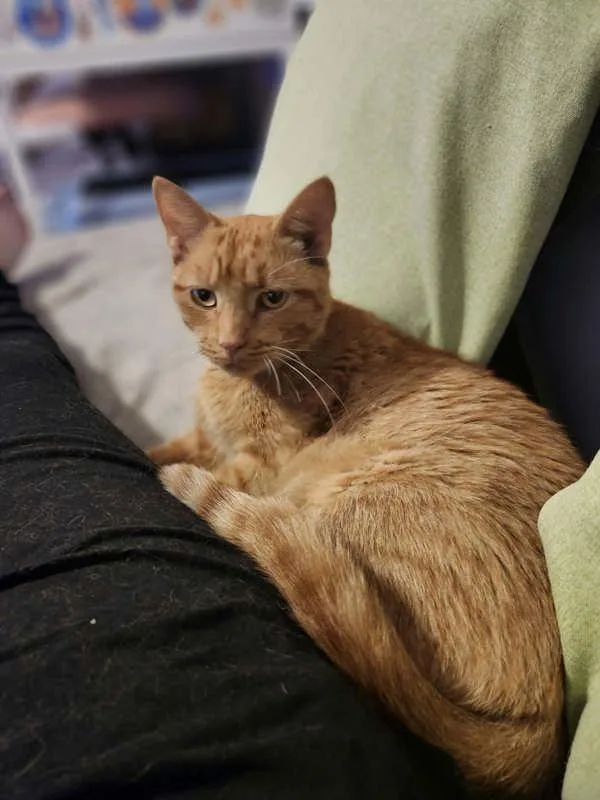 A young medium-sized female Domestic Short Hair cat named Fernanda for adoption in Roanoke, VA