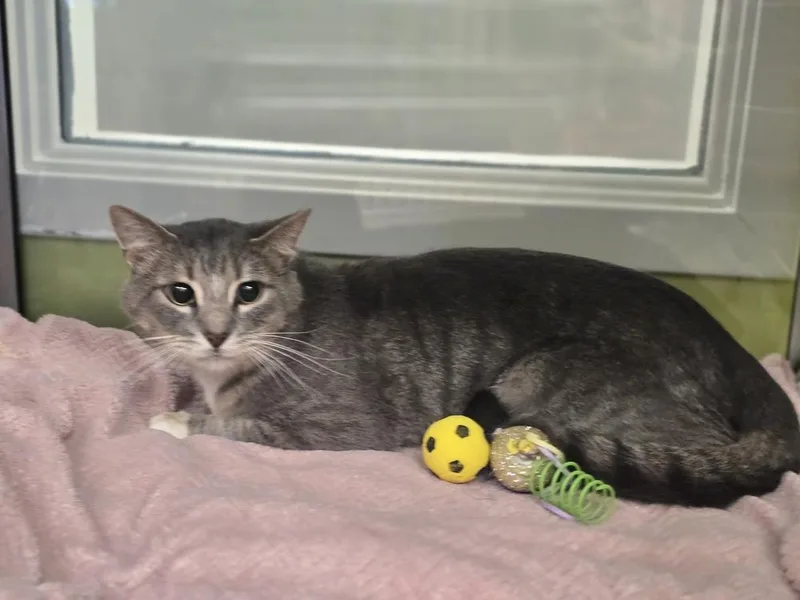 An adult large-sized male Gray / Blue / Silver Domestic Short Hair cat named Cruz for adoption in Dickson, TN