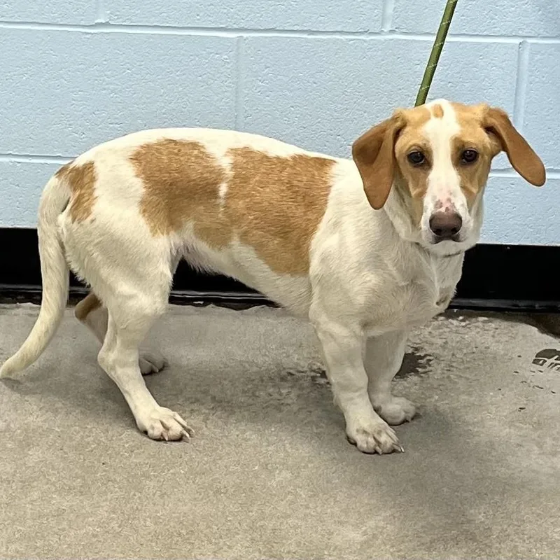 A young medium-sized female Basset Hound dog named Sailor for adoption in Albany, NY
