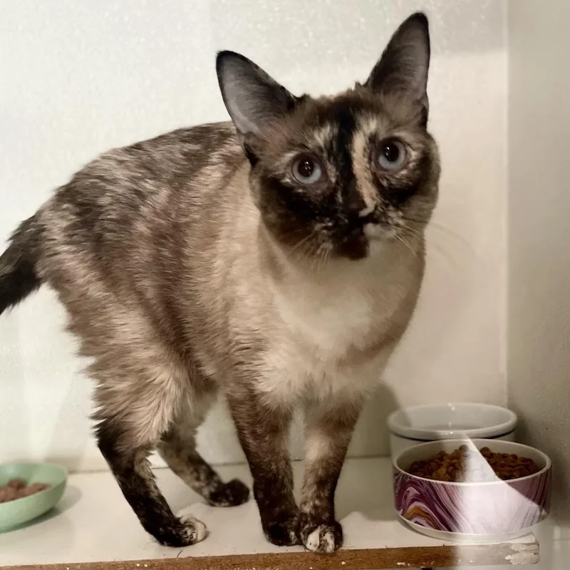 Luna  Costa Mesa thumbnail 2