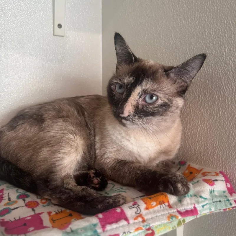 Luna  Costa Mesa thumbnail 3