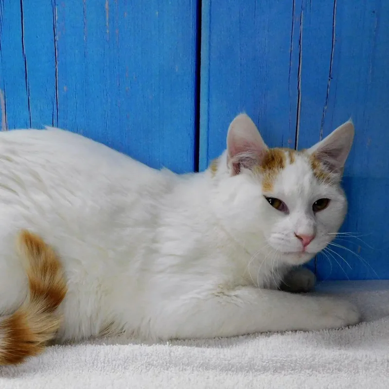 A young medium-sized male White Domestic Short Hair cat named John for adoption in Peoria, IL