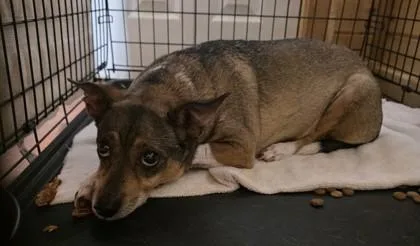 A senior small-sized male Chihuahua dog named Buford for adoption in Blue Ridge, GA