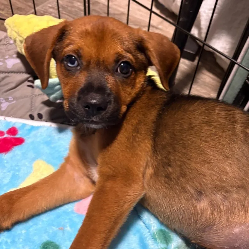 A baby small-sized male Brown / Chocolate Shepherd dog named Atlas for adoption in Brownsville, TX