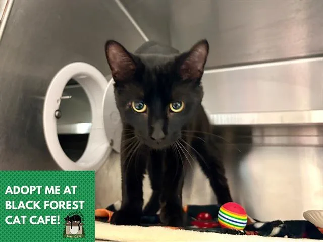 A young medium-sized male Domestic Short Hair cat named Harry for adoption in Fort Wayne, IN