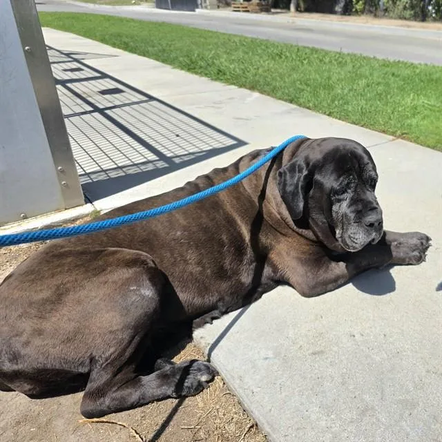 An adult large-sized female Mastiff dog named Floe for adoption in Long Beach, CA