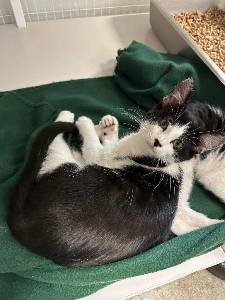 An adult medium-sized female Domestic Short Hair cat named Fiona for adoption in St. Helens, OR