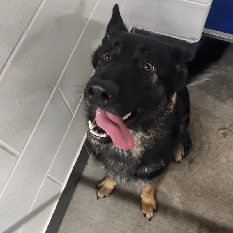 An adult large-sized male Brown / Chocolate German Shepherd Dog dog named Finnigan for adoption in Manhattan, KS