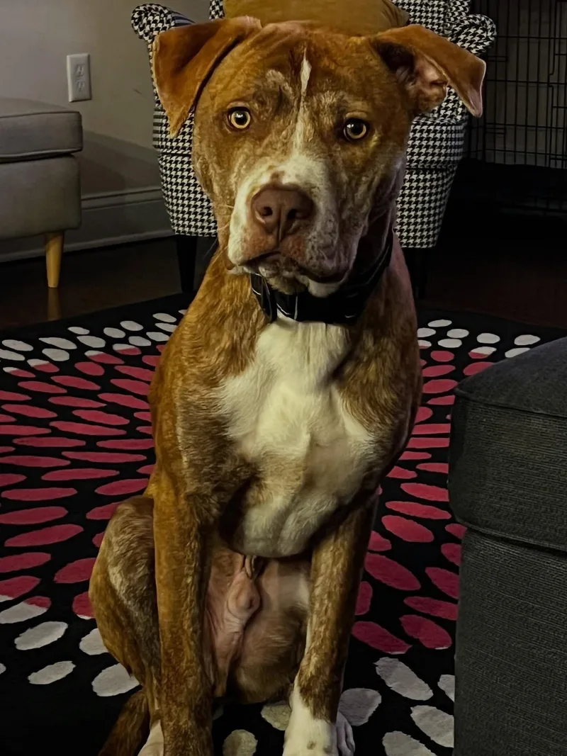 An adult large-sized male American Staffordshire Terrier dog named Coco for adoption in Tarrytown, GA