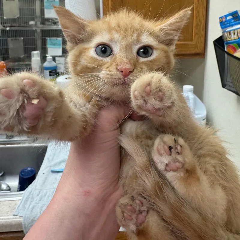 A baby small-sized female Orange / Red Domestic Short Hair cat named Bo Peep for adoption in Pekin, IL